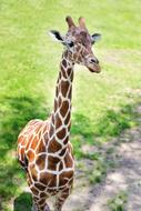 Giraffe Baby in Zoo