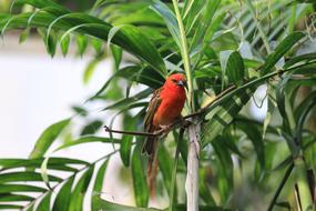 Little Colored Bird Feathers on tree