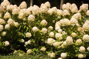 Flowers white Hydrangea Background