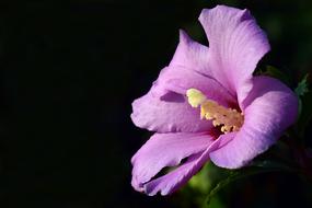 purple hibiscus on black background