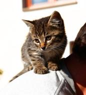 Colorful, cute and beautiful, furry, young cat in light