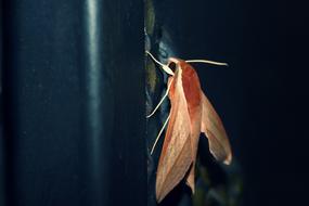 Butterfly Beautiful pink