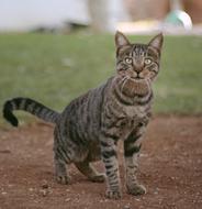 Cat on street