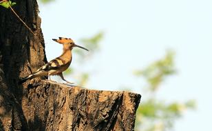 Beijing Hoopoe Birds