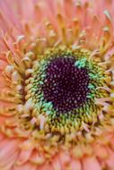 colorful beautiful flower