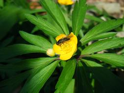 closeup view of Insect Fly Hymenoptera