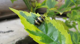 Macro view of Insect Cucarron