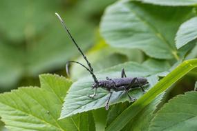 Close-up of the dark beetle on the green leaf of the plant