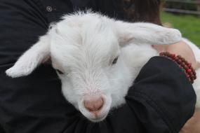 white Lamb Nz Animal