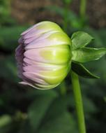 purple dahlia Bud, Closed Flower
