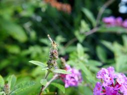Dragonfly Insect Garden Summer