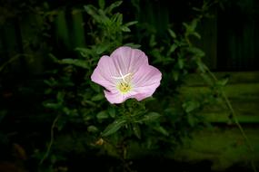 lonely flower on a bush