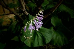 lonely spring flower
