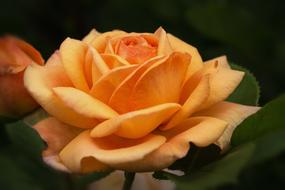 orange english rose