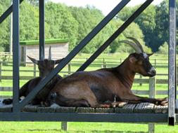 Brown Farm Goat