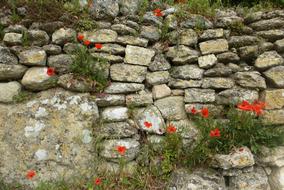 orange flowers on a collapsed wall