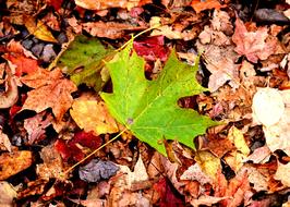 green leaf on the autumn ground