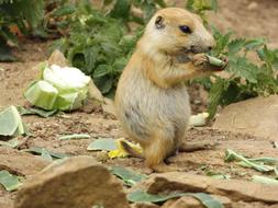 Prairie Dog Mammal