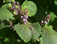 Jumping Spider On Beefsteak Plant at garden