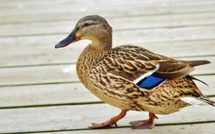 Duck Animal Bird