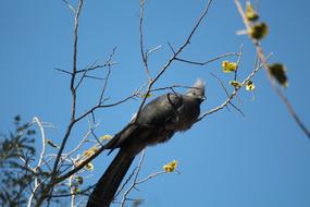 Animal Bird Grey Lourie in wildlife