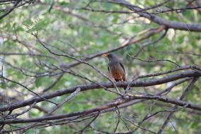 Bird Olive Thrush Brown