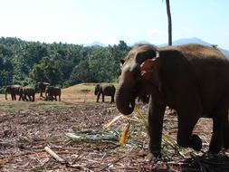 Beautiful and colorful landscape with the elephants among the plants, in Kandy, Sri Lanka