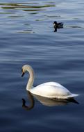 Swan Lake Water