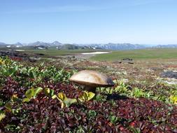 Mountain Tundra Mushrooms Autumn