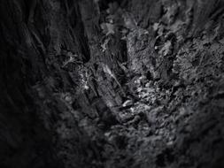 Tree Texture Forest dark