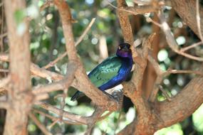 Colorful and beautiful, cute, shiny bird on the plant with branches