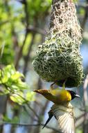 Animal Bird Male Weaver