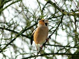 Bird Grosbeak