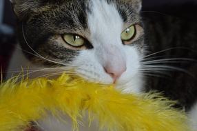 domestic cat and yellow feathers