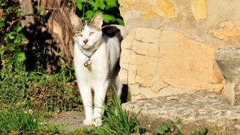 Pet Window Feline