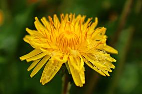 soap bubbles on yellow dandelion