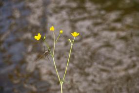 Park Pond Flowers blur