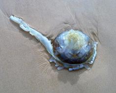 Close-up of the colorful, shiny jellyfish washed up on the sandy beach