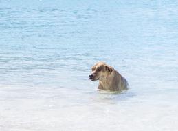 Beautiful and colorful, cute dog swimming in the clear water with ripple