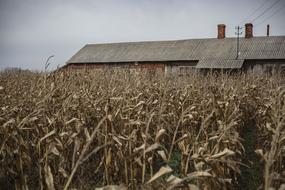Houses, behind the beautiful, yellow corn plants on the field, in Poland