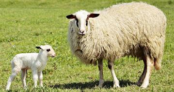 Lamb Sheep Animals on grass