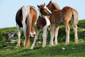 small horses in the field