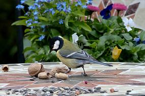 Tit Parus Major Bird at garden