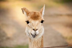 Portrait of the cute and beautiful, colorful, fluffy animal in the zoo