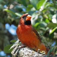 Beautiful and cute cardinal bird on the plant in sunlight