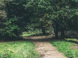 road through the green forest