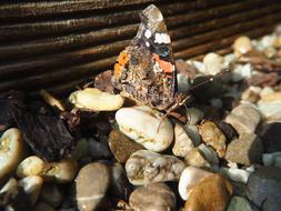 Admiral butterfly on colorful pebbles