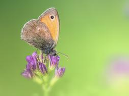 Butterfly Little on Meadow