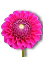 Dahlia, Pink Flower at white background