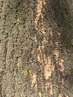 tree background view oak